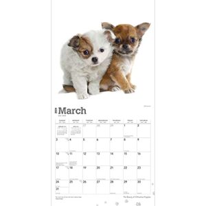 The Beauty of Chihuahua Puppies | 2024 12 x 24 Inch Monthly Square Wall Calendar | Sticker Sheet | StarGifts | Animals Small Dog Breeds