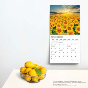 The Beauty of Sunflowers | 2024 12 x 24 Inch Monthly Square Wall Calendar | Sticker Sheet | StarGifts | Flower Floral Plant Outdoor Nature
