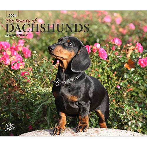 The Beauty of Dachshunds | 2024 14 x 24 Inch Monthly Deluxe Wall Calendar | Sticker Sheet | StarGifts | Animal Dog Breeds