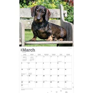 The Beauty of Dachshunds | 2024 14 x 24 Inch Monthly Deluxe Wall Calendar | Sticker Sheet | StarGifts | Animal Dog Breeds