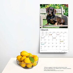 The Beauty of Dachshunds | 2024 14 x 24 Inch Monthly Deluxe Wall Calendar | Sticker Sheet | StarGifts | Animal Dog Breeds