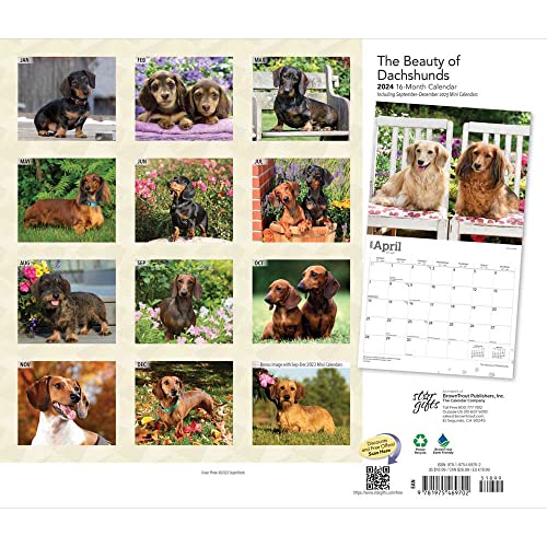 The Beauty of Dachshunds | 2024 14 x 24 Inch Monthly Deluxe Wall Calendar | Sticker Sheet | StarGifts | Animal Dog Breeds