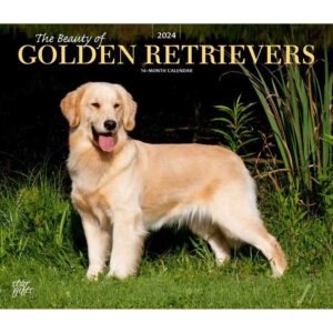 the beauty of golden retrievers | 2024 14 x 24 inch monthly deluxe wall calendar | sticker sheet | stargifts | animal dog breeds