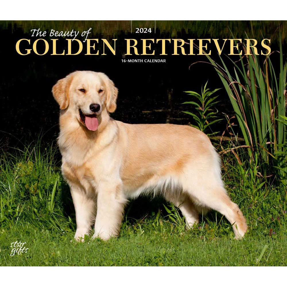 The Beauty of Golden Retrievers | 2024 14 x 24 Inch Monthly Deluxe Wall Calendar | Sticker Sheet | StarGifts | Animal Dog Breeds