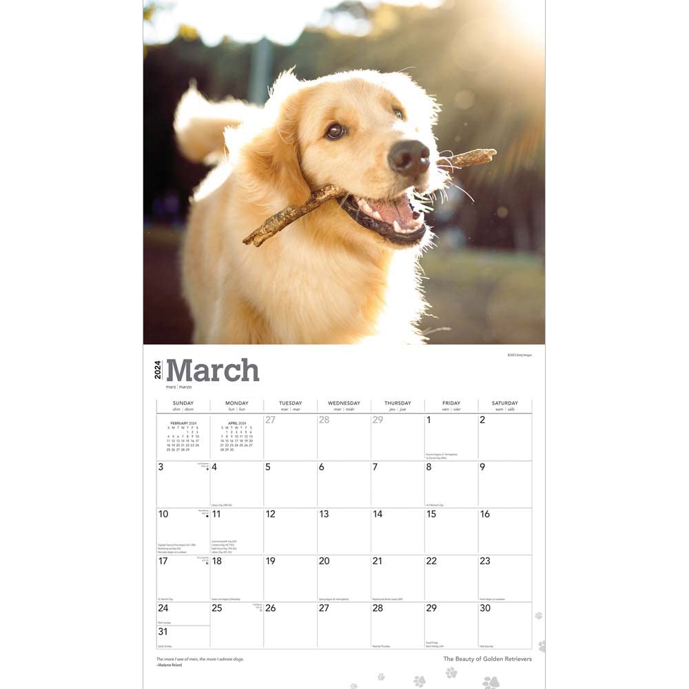 The Beauty of Golden Retrievers | 2024 14 x 24 Inch Monthly Deluxe Wall Calendar | Sticker Sheet | StarGifts | Animal Dog Breeds