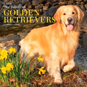 The Beauty of Golden Retrievers | 2024 12 x 24 Inch Monthly Square Wall Calendar | Sticker Sheet | StarGifts | Animals Dog Breeds Retriever