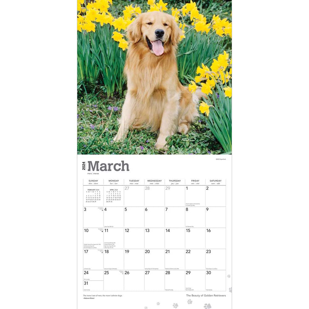 The Beauty of Golden Retrievers | 2024 12 x 24 Inch Monthly Square Wall Calendar | Sticker Sheet | StarGifts | Animals Dog Breeds Retriever