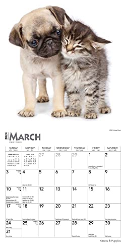 Kittens & Puppies | 2024 7 x 14 Inch Monthly Mini Wall Calendar | BrownTrout | Animals Cute Dogs Cats