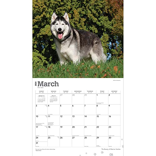 The Beauty of Siberian Huskies | 2024 14 x 24 Inch Monthly Deluxe Wall Calendar | Sticker Sheet | StarGifts | Animal Dog Breeds Husky