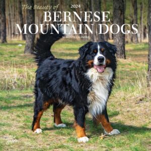 the beauty of bernese mountain dogs | 2024 12 x 24 inch monthly square wall calendar | sticker sheet | stargifts | animals breeds