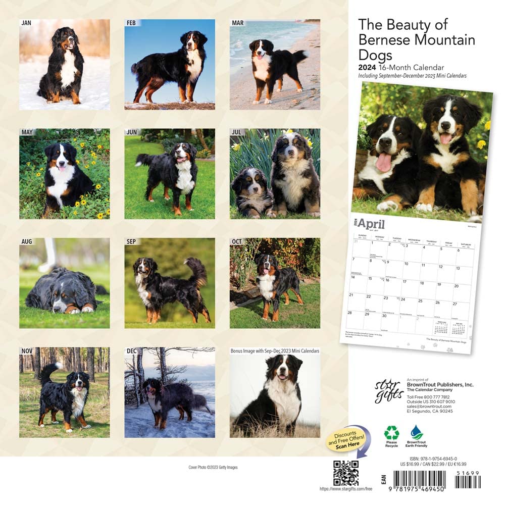 The Beauty of Bernese Mountain Dogs | 2024 12 x 24 Inch Monthly Square Wall Calendar | Sticker Sheet | StarGifts | Animals Breeds