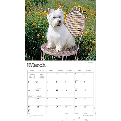 The Beauty of West Highland White Terriers | 2024 14 x 24 Inch Monthly Deluxe Wall Calendar | Sticker Sheet | StarGifts | Animal Dog Breeds