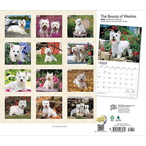 The Beauty of West Highland White Terriers | 2024 14 x 24 Inch Monthly Deluxe Wall Calendar | Sticker Sheet | StarGifts | Animal Dog Breeds