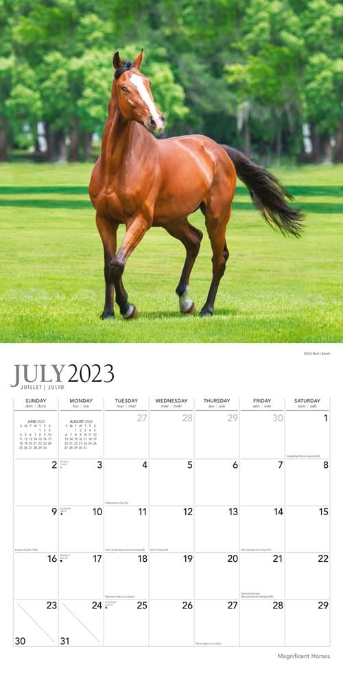 Magnificent Horses | 2024 12 x 24 Inch 18 Months Monthly Square Wall Calendar | Foil Stamped Cover | July 2023 - December 2024 | Plato | Animals Equestrian