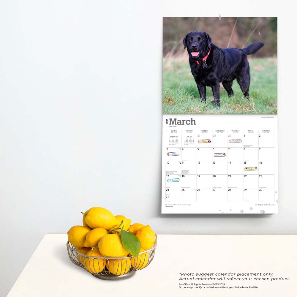 The Beauty of Black Labrador Retrievers | 2024 14 x 24 Inch Monthly Deluxe Wall Calendar | Sticker Sheet | StarGifts | Animal Dog Breeds