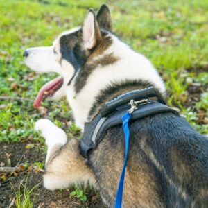 Hi Kiss Dog/Puppy Obedience Recall Training Agility Lead - 15ft 20ft 30ft 50ft 100ft Training Leash - Great for Training, Play, Camping, or Backyard Blue 15 Feet