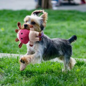 Toozey 7 Pack Small Dog Toys, Puppy Teething Toys, Durable Ropes Chew Toys, Cute Calf Squeaky Dog Toys, Non-Toxic and Safe