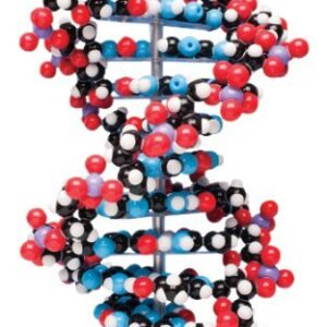 Molymod MKS-122-10 Ten-Layer DNA Molecular Model