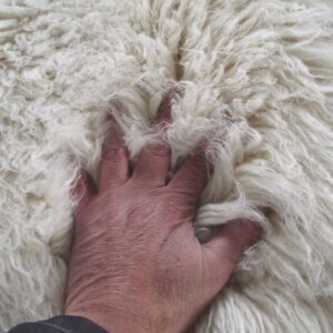 Super Plush Flokati Rugs in Popular Sizes | Plush 3000gsm Weight | Soft and Fluffy 3.5" Pile | Excellent Quality | 100% Organic Wool | Shaggy Wool Off White Area Rug (9' x 12')