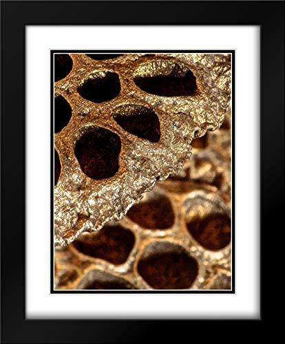 Burkhart, Monika 20x24 Black Modern Framed and Double Matted Museum Art Print Titled Lotus Pods II