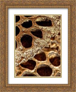 burkhart, monika 28x34 gold ornate frame and double matted museum art print titled lotus pods ii