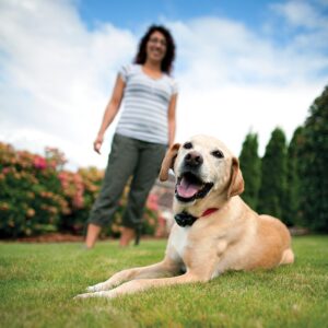 PetSafe In-Ground Radio Fence