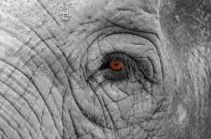 buyartforless elephant eye 36x24 photographic reproduction canvas, gray