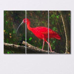 Exotic Bird Scarlet Ibis Canvas Print 1 Panel / 36x24 inches