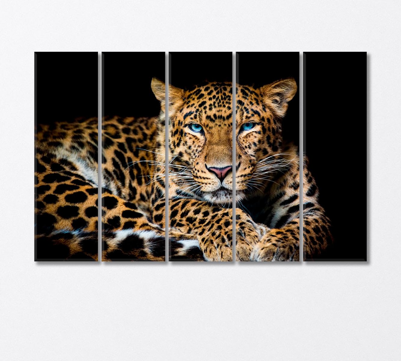 Northern Chinese Leopard with Extraordinary Blue Eyes Canvas Print 5 Panels / 36x24 inches