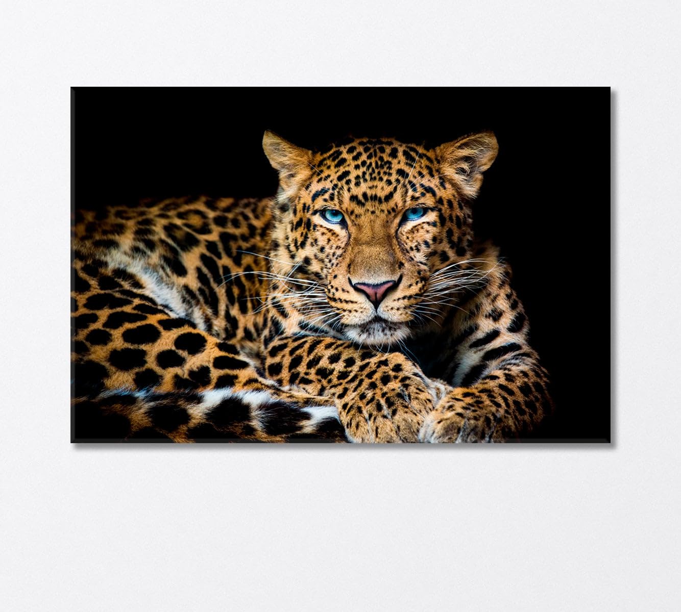 Northern Chinese Leopard with Extraordinary Blue Eyes Canvas Print 5 Panels / 36x24 inches
