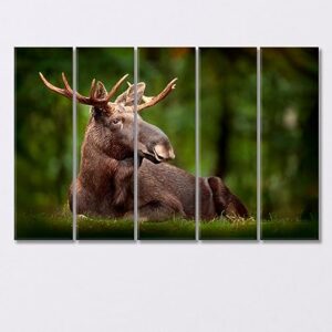 American Moose in Natural Habitat Canvas Print 5 Panels / 36x24 inches