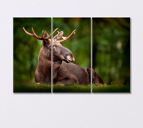 American Moose in Natural Habitat Canvas Print 5 Panels / 36x24 inches