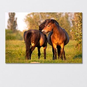 Pair of Exmoor Ponies Canvas Print 1 Panel / 36x24 inches