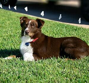 Extreme Dog Fence 16 Gauge Wire 500 Ft - Heavy Duty Pet Containment Wire + Flag Bundle - Compatible with Every In-Ground Fence System for Dogs - Heavy Duty Core Dog Containment System Wire