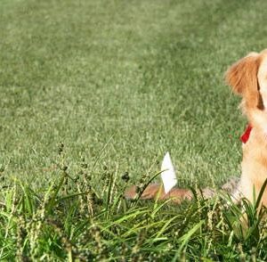 Extreme Dog Fence Electric Dog Fence Boundary Flags for Visual Aid During Underground and Wireless Dog Fence Training - 200 Flags