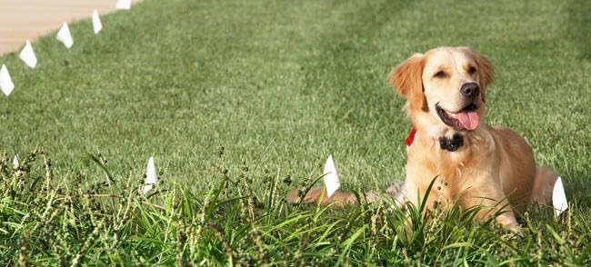 Extreme Dog Fence Electric Dog Fence Boundary Flags for Visual Aid During Underground and Wireless Dog Fence Training - 200 Flags