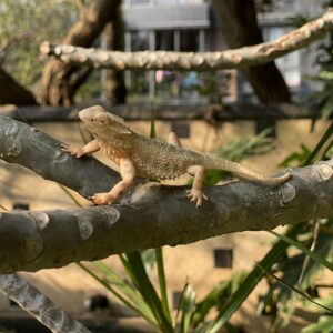 NAKIMO Bearded Dragon Animal Figurine Lizard Toy Realistic Reptile Figures for Decoration, Science Education, Prank Props (Bearded Dragon)