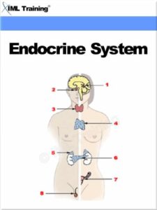 endocrine system (human body book 5)