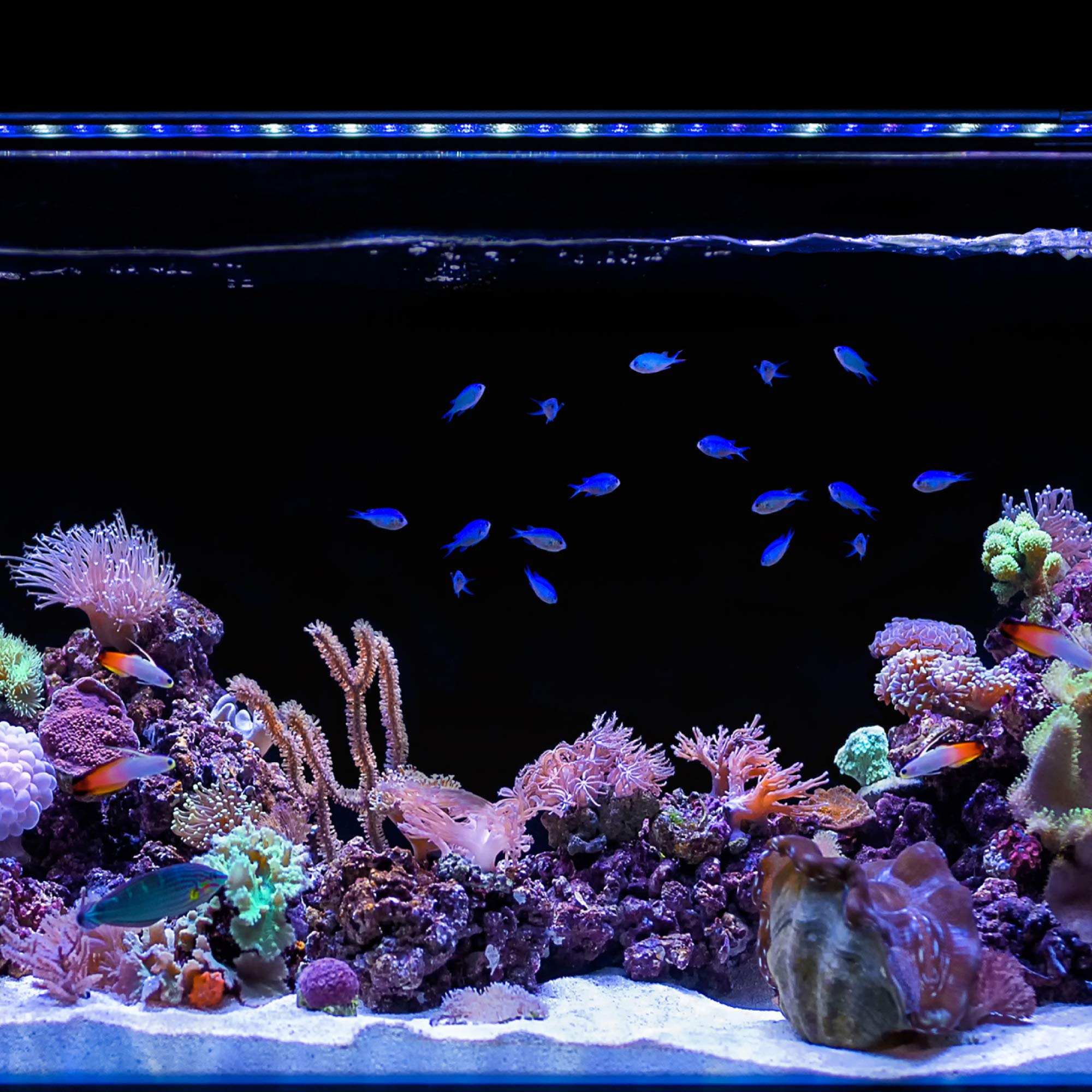 CURRENT USA 24-36" Inch Orbit Marine IC Loop LED Saltwater Reef Marine Aquarium Light with Bluetooth App Control | Wireless Lighting & eFlux Wave Pump Control for Fish Tank (4205)