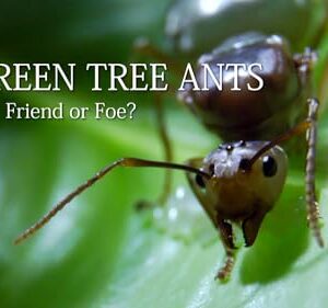 Green Tree Ants: Friend Or Foe?