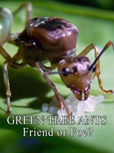green tree ants: friend or foe?