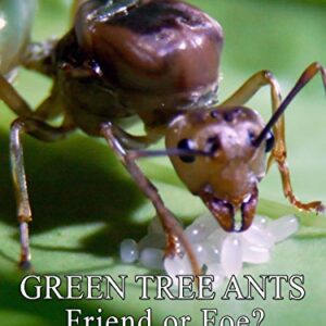 Green Tree Ants: Friend Or Foe?