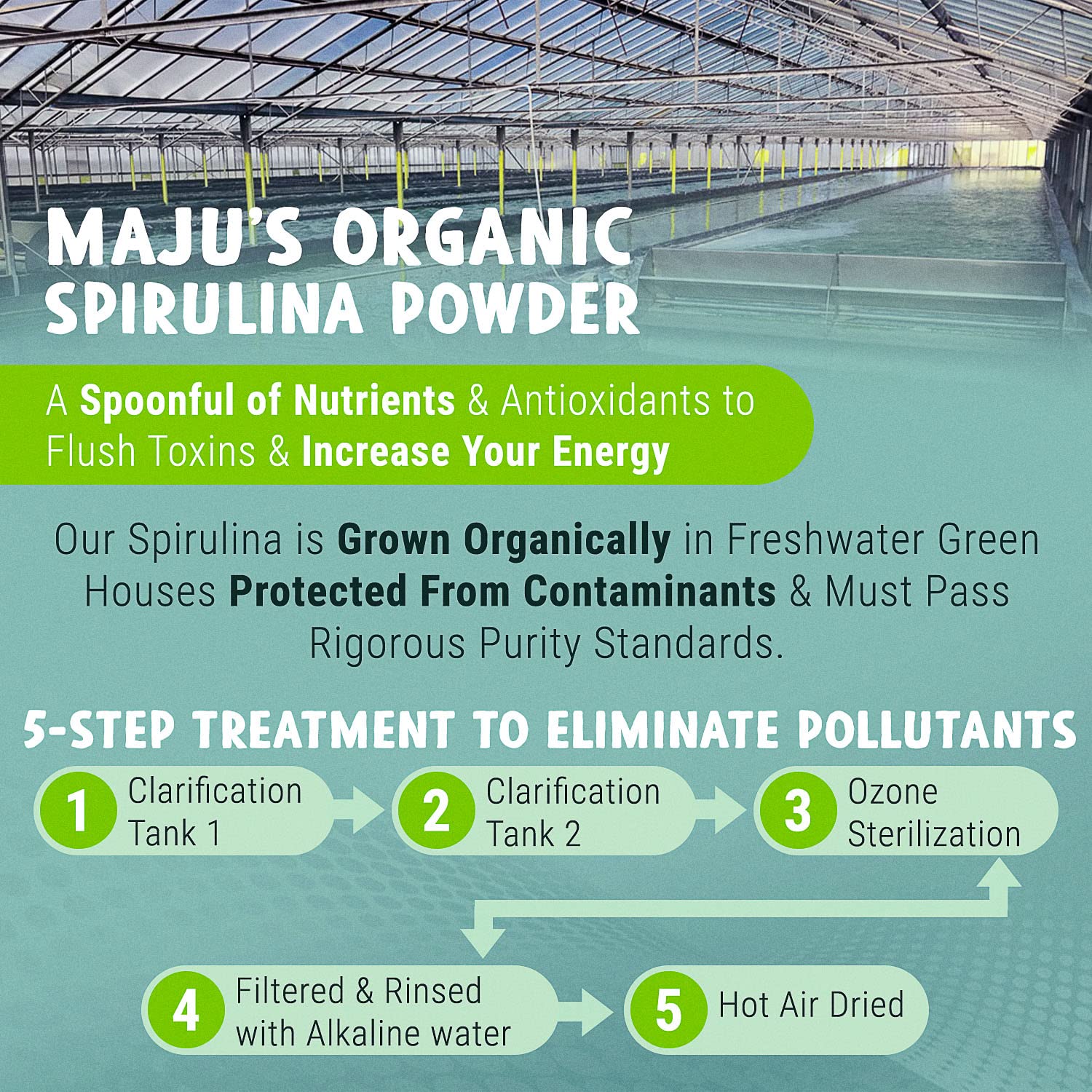 MAJU's Organic Spirulina Powder .5 lb, Microcystin Free, Non-Irradiated, Preferred to Chlorella, Preferred to Hawaiian & Blue Algae, Pure Vegan Green Protein