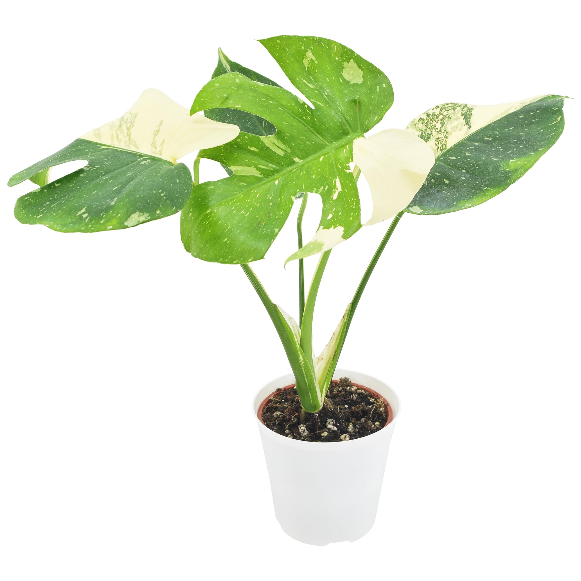 Arcadia Garden Products LV70 Live 4" Monstera Thai Constellation Rare Variegated Indoor Houseplant in White Plastic Pot, 4-inch *Cannot Ship to California*