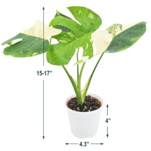 Arcadia Garden Products LV70 Live 4" Monstera Thai Constellation Rare Variegated Indoor Houseplant in White Plastic Pot, 4-inch *Cannot Ship to California*