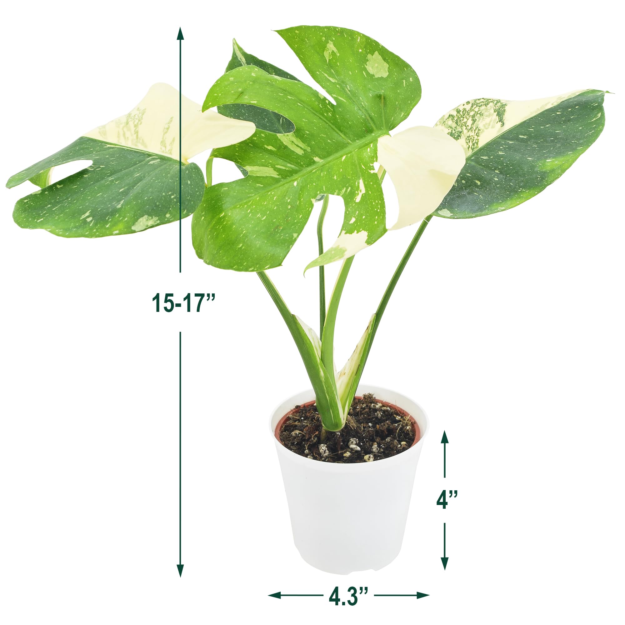 Arcadia Garden Products LV70 Live 4" Monstera Thai Constellation Rare Variegated Indoor Houseplant in White Plastic Pot, 4-inch *Cannot Ship to California*