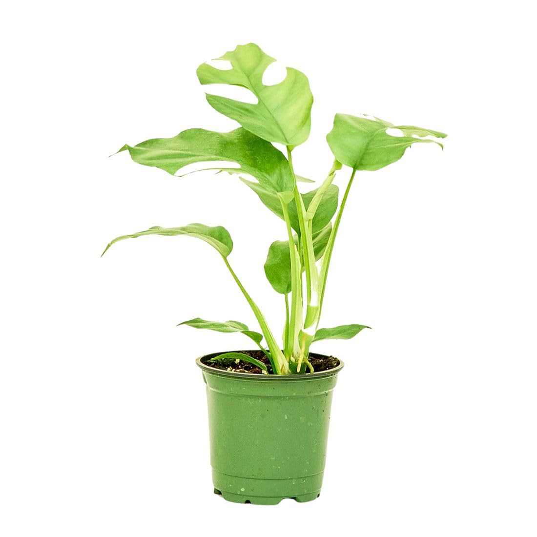 Rooted Mini Monstera, Rhaphidophora tetrasperma, Live, Live Indoor, Home Decor, Easy to Grow, Easy to Care, Outdoor Garden and Low Maintenance Houseplant, 4 inch Pot