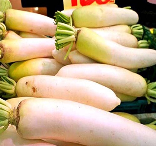 Big Pack - (3,000) Japanese Daikon - Daikon Radish Seeds - Japanese Radish - Non-GMO Seeds by MySeeds.Co (Big Pack - Daicon Radish)