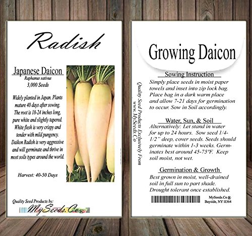 Big Pack - (3,000) Japanese Daikon - Daikon Radish Seeds - Japanese Radish - Non-GMO Seeds by MySeeds.Co (Big Pack - Daicon Radish)