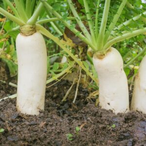 Bulk Daikon Radish Seeds for Food Plot or Cover Crop - Chinese, Japanese, or Oriental Radish - Easy to Grow (5 Pounds)